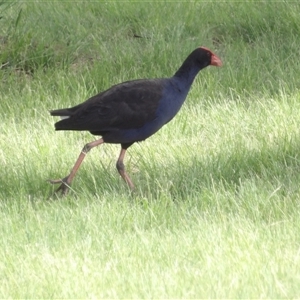 Porphyrio melanotus at Bonython, ACT - 9 Dec 2024 04:47 PM