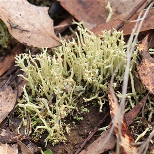 Cladonia sp. (genus) at Gundaroo, NSW - 8 Dec 2024 07:27 AM