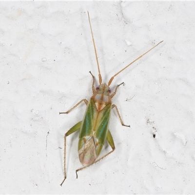 Unidentified True bug (Hemiptera, Heteroptera) at Melba, ACT - 7 Dec 2024 by kasiaaus