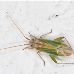 Miridae (family) at Melba, ACT - 8 Dec 2024