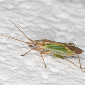 Miridae (family) at Melba, ACT - 8 Dec 2024