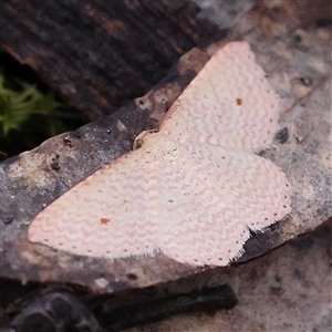 Epicyme rubropunctaria (Red-spotted Delicate) at Gundaroo, NSW by ConBoekel