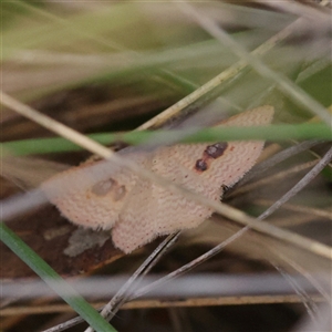 Epicyme rubropunctaria (Red-spotted Delicate) at Gundaroo, NSW by ConBoekel