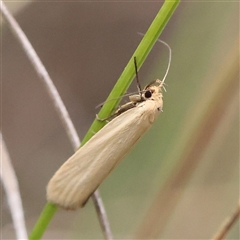 Parergophela melirrhoa (Chezela Group) at Gundaroo, NSW - 8 Dec 2024 by ConBoekel