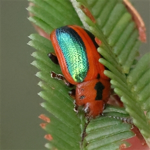 Calomela curtisi (Acacia leaf beetle) at Gundaroo, NSW by ConBoekel