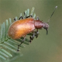 Ecnolagria grandis (Honeybrown beetle) at Gundaroo, NSW - 7 Dec 2024 by ConBoekel