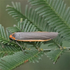 Palaeosia bicosta (Two-ribbed Footman) at Gundaroo, NSW - 7 Dec 2024 by ConBoekel