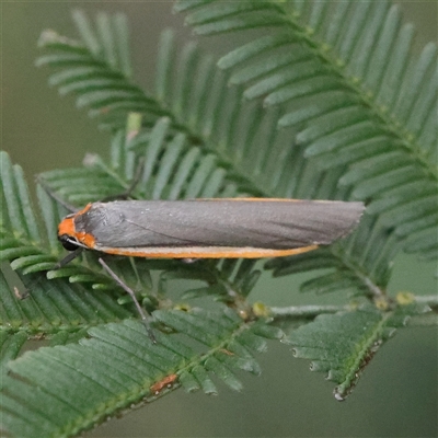 Palaeosia bicosta (Two-ribbed Footman) at Gundaroo, NSW - 8 Dec 2024 by ConBoekel