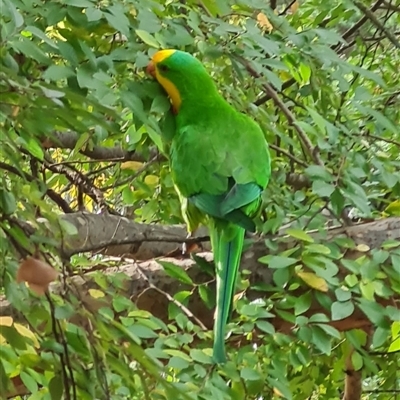 Polytelis swainsonii (Superb Parrot) at Bruce, ACT - 3 May 2024 by Caitlinks