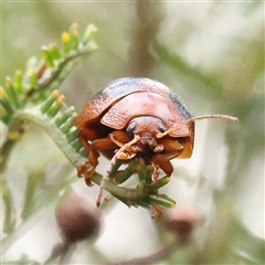 Dicranosterna immaculata (Acacia leaf beetle) at Gundaroo, NSW - 8 Dec 2024 by ConBoekel