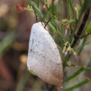 Gastrophora henricaria at Gundaroo, NSW - 8 Dec 2024