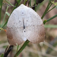 Gastrophora henricaria at Gundaroo, NSW - 8 Dec 2024