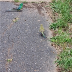 Psephotus haematonotus (Red-rumped Parrot) at Gungahlin, ACT - 9 Dec 2024 by Caitlinks