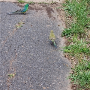 Psephotus haematonotus at Gungahlin, ACT by Caitlinks