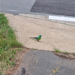 Psephotus haematonotus at Gungahlin, ACT - 9 Dec 2024 12:13 PM