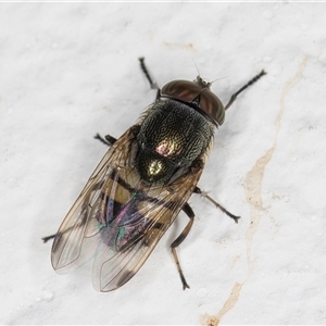 Stomorhina discolor at Melba, ACT - 8 Dec 2024