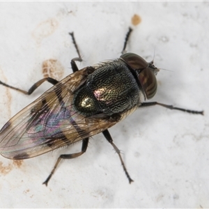 Stomorhina discolor at Melba, ACT - 8 Dec 2024