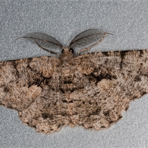 Unplaced externaria (Mahogany Bark Moth (formerly Hypomecis externaria)) at Melba, ACT by kasiaaus