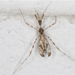 Stenolemus sp. (genus) (Thread-legged assassin bug) at Melba, ACT by kasiaaus