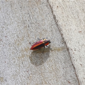 Selagis aurifera at Yarralumla, ACT - 10 Dec 2024 01:34 PM