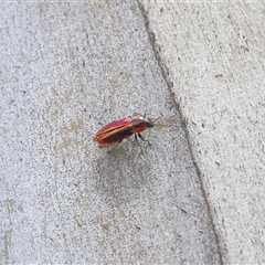 Selagis aurifera at Yarralumla, ACT - 10 Dec 2024 01:34 PM