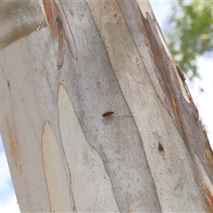 Selagis aurifera at Yarralumla, ACT - 10 Dec 2024 01:34 PM