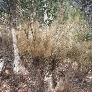 Austrostipa ramosissima at Bermagui, NSW by TheCrossingLand