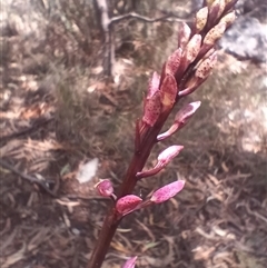 Dipodium roseum (Rosy Hyacinth Orchid) at Cooma, NSW - 4 Dec 2024 by mahargiani