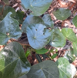 Stephania japonica at Bermagui, NSW - 10 Dec 2024