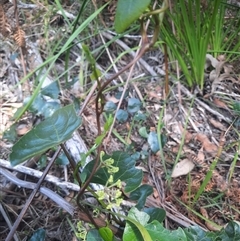 Stephania japonica at Bermagui, NSW - 10 Dec 2024