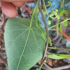 Stephania japonica at Bermagui, NSW - 10 Dec 2024