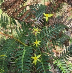 Tricoryne elatior (Yellow Rush Lily) at Bermagui, NSW - 10 Dec 2024 by TheCrossingLand