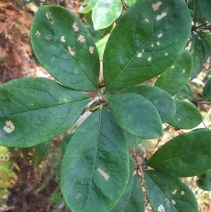 Pittosporum revolutum (Large-fruited Pittosporum) at Bermagui, NSW by TheCrossingLand