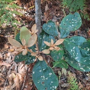 Pittosporum revolutum at Bermagui, NSW - 10 Dec 2024 02:46 PM