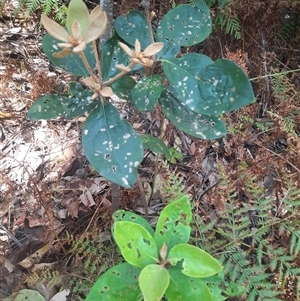 Pittosporum revolutum at Bermagui, NSW - 10 Dec 2024 02:46 PM