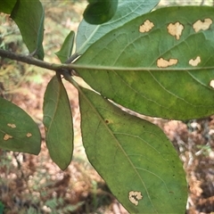 Pittosporum revolutum at Bermagui, NSW - 10 Dec 2024 02:46 PM