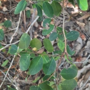 Breynia oblongifolia at Bermagui, NSW - 10 Dec 2024