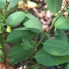 Breynia oblongifolia at Bermagui, NSW - 10 Dec 2024