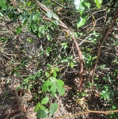 Breynia oblongifolia at Bermagui, NSW - 10 Dec 2024