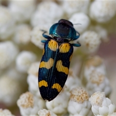 Castiarina livida at Bungonia, NSW - 26 Nov 2024 by KorinneM