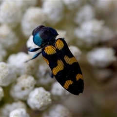 Castiarina livida at Bungonia, NSW - 26 Nov 2024 03:28 PM