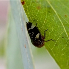 Eurymeloides punctata (Gumtree hopper) at Bungonia, NSW - 26 Nov 2024 by KorinneM