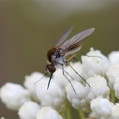 Geron sp. (genus) (Slender Bee Fly) at Bungonia, NSW - 26 Nov 2024 by KorinneM