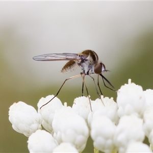 Geron sp. (genus) at Bungonia, NSW - 26 Nov 2024