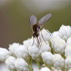 Geron sp. (genus) at Bungonia, NSW - 26 Nov 2024