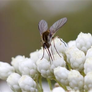 Geron sp. (genus) at Bungonia, NSW - 26 Nov 2024