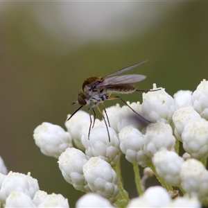 Geron sp. (genus) at Bungonia, NSW - 26 Nov 2024