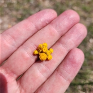 Chrysocephalum semipapposum (Clustered Everlasting) at Bermagui, NSW by TheCrossingLand