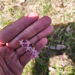 Centaurium erythraea at Bermagui, NSW - 10 Dec 2024 by TheCrossingLand