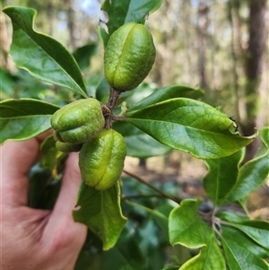 Pittosporum revolutum at Bermagui, NSW - 10 Dec 2024